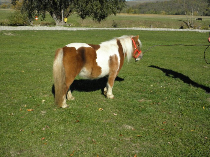 PA194476 - VANZARI PONEI 3