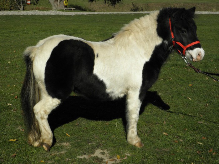 PA194523 - VANZARI PONEI 3