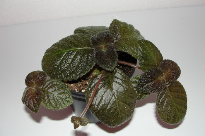 episcia Star Of Betlehem