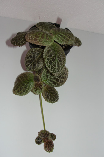 episcia Musica