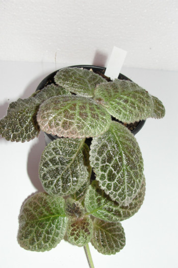  - Episcia M