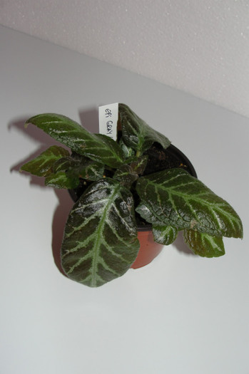 episcia Gray Lady - Episcia G