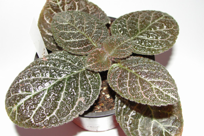 episcia Jims Black Star