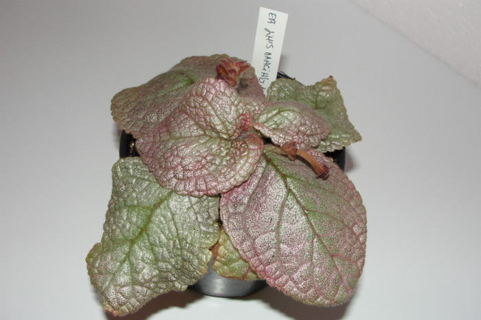 episcia Jims Dancing Doll