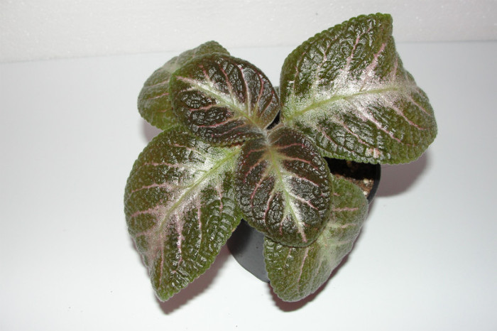 episcia Spring Simphonia