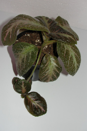  - Episcia S