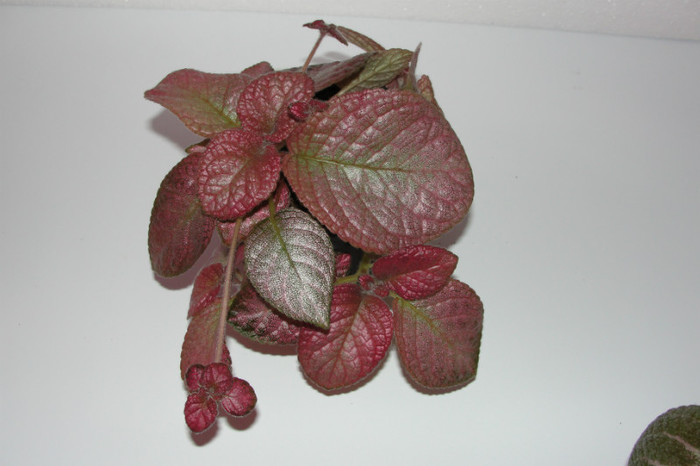  - Episcia S