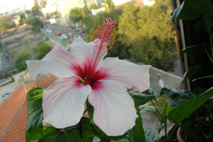 episcia Apple Blossom