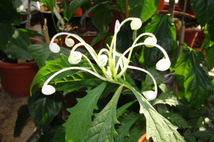 - B-clerodendroni