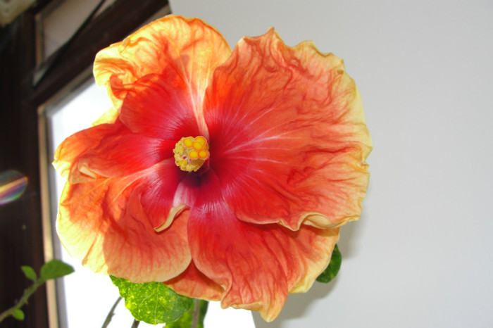 hibiscus Glades Candle Light