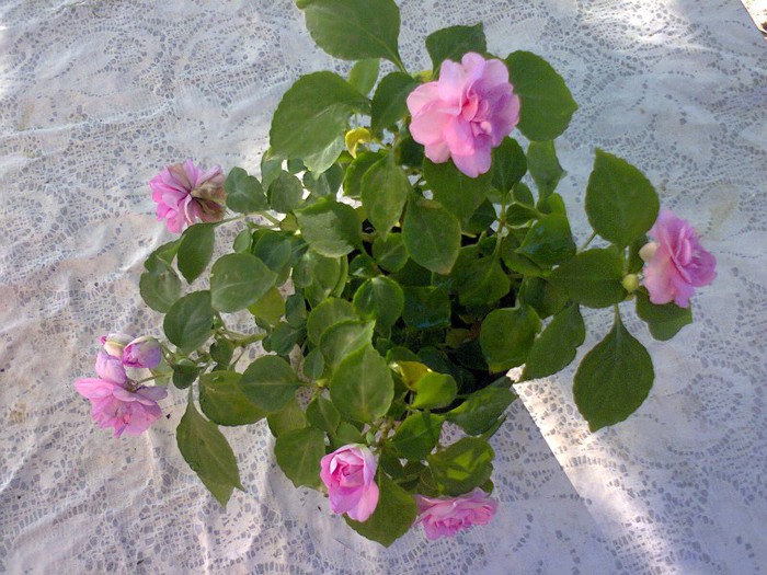  - A-Flori 2012