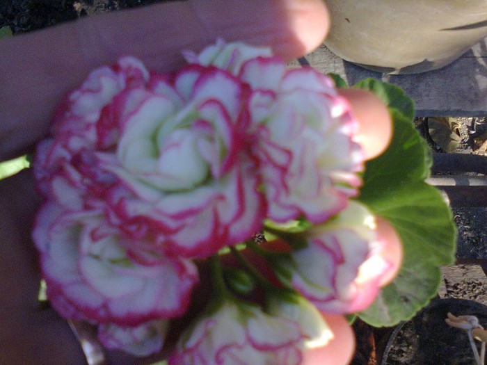  - A-Flori 2012