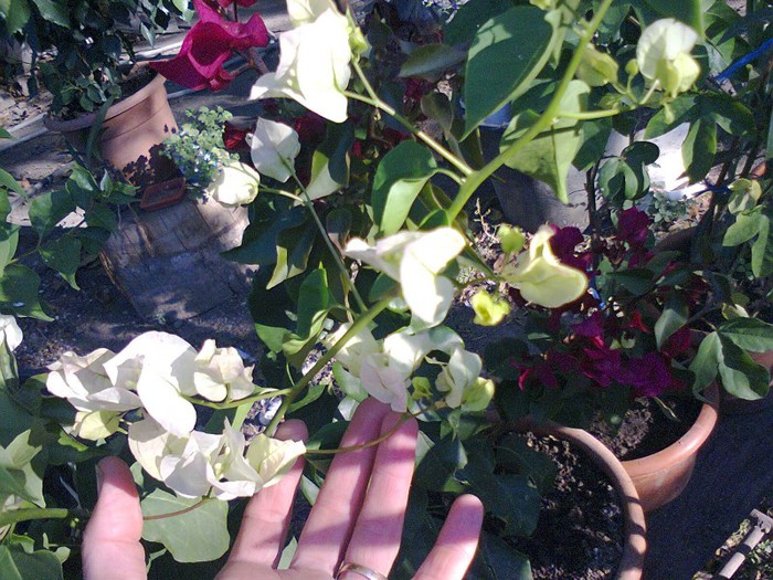  - A-Flori 2012