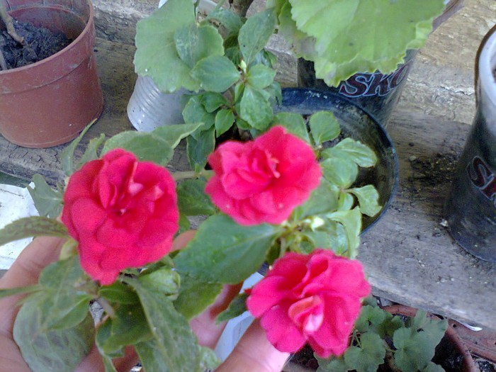  - A-Flori 2012