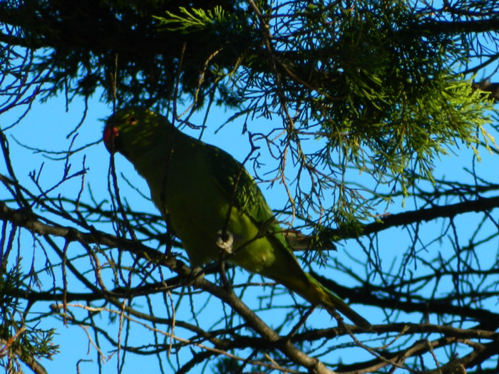 DSCN9824 - 19 OCTOMBRIE 2012 PARCUL BOTANIC