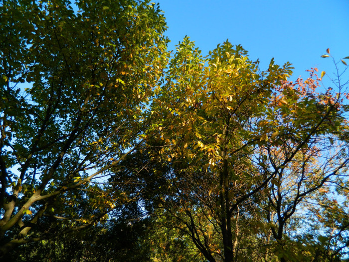 DSCN9850 - 19 OCTOMBRIE 2012 PARCUL BOTANIC