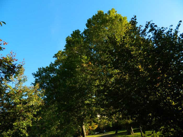 DSCN9851 - 19 OCTOMBRIE 2012 PARCUL BOTANIC