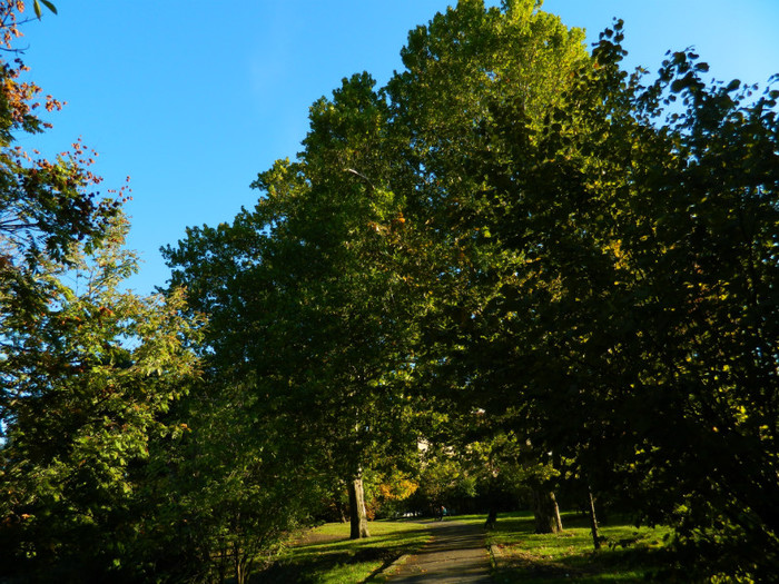 DSCN9852 - 19 OCTOMBRIE 2012 PARCUL BOTANIC