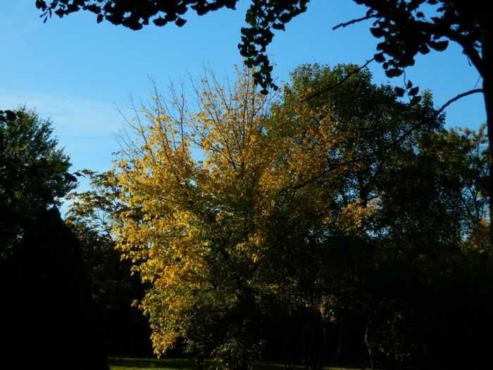 DSCN9853 - 19 OCTOMBRIE 2012 PARCUL BOTANIC