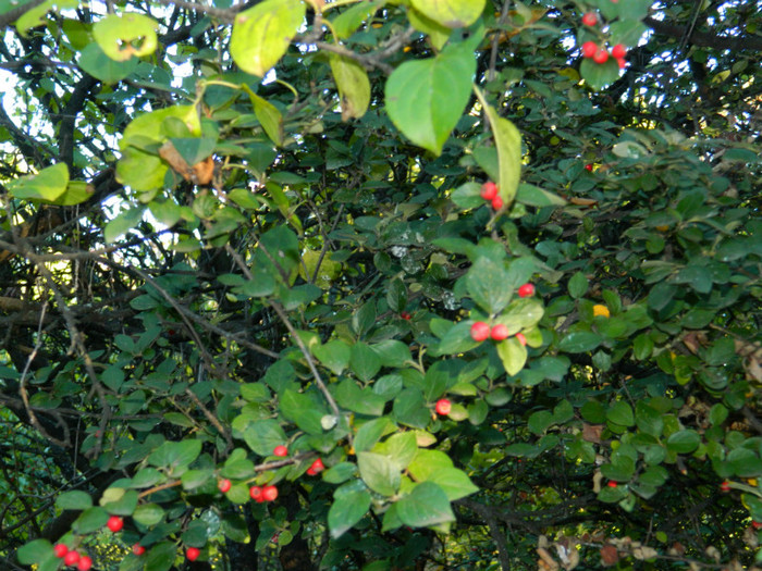 DSCN9854 - 19 OCTOMBRIE 2012 PARCUL BOTANIC