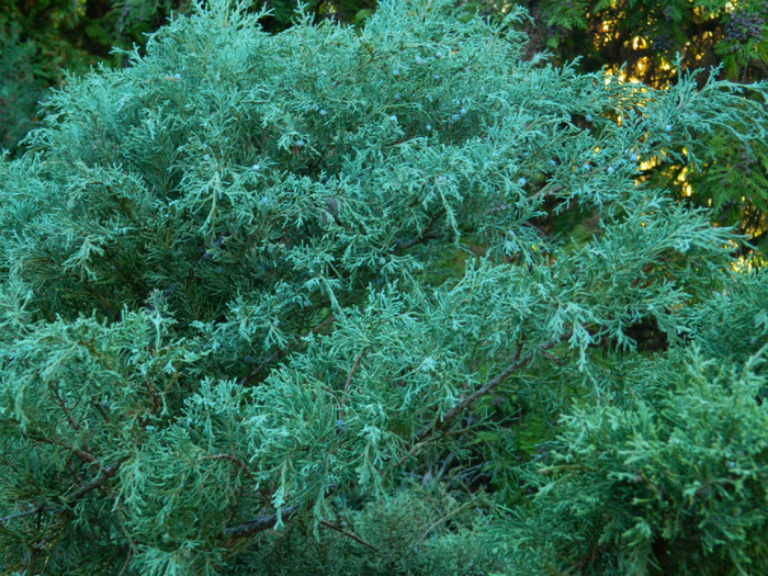 DSCN9855 - 19 OCTOMBRIE 2012 PARCUL BOTANIC