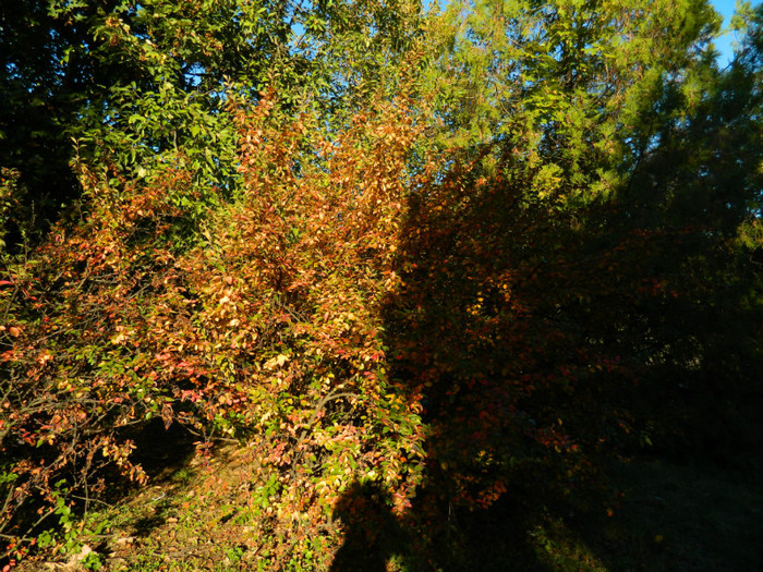 DSCN9856 - 19 OCTOMBRIE 2012 PARCUL BOTANIC