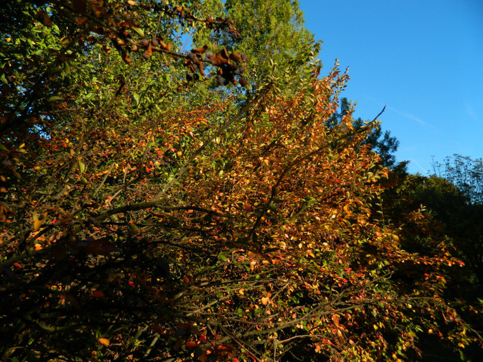 DSCN9857 - 19 OCTOMBRIE 2012 PARCUL BOTANIC