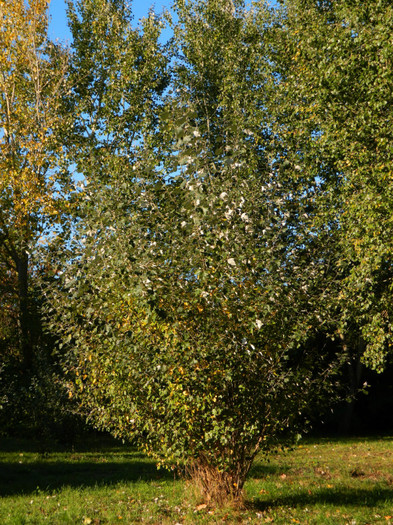 DSCN9861 - 19 OCTOMBRIE 2012 PARCUL BOTANIC