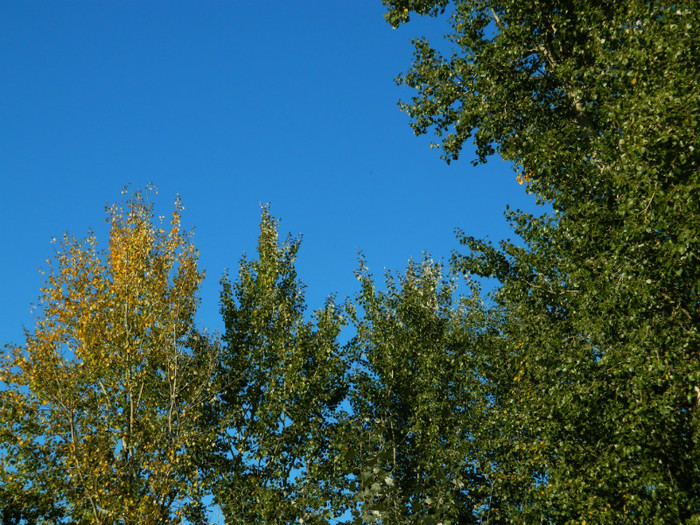 DSCN9862 - 19 OCTOMBRIE 2012 PARCUL BOTANIC