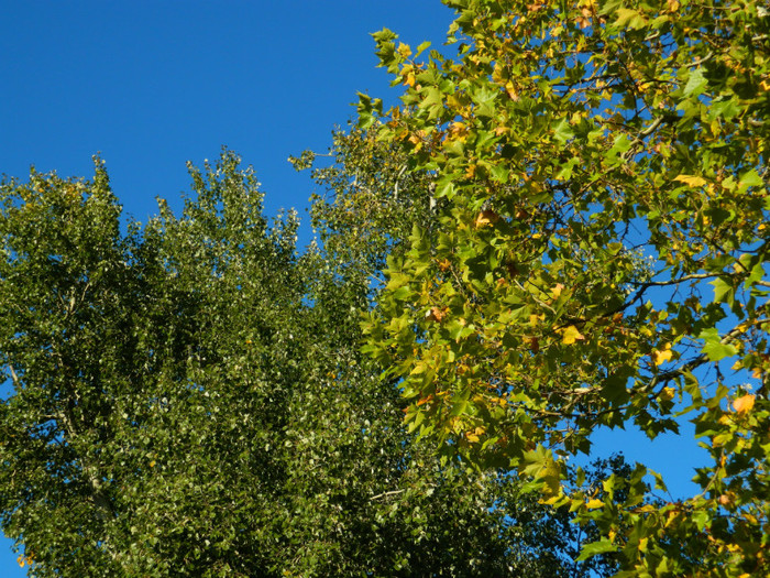 DSCN9863 - 19 OCTOMBRIE 2012 PARCUL BOTANIC