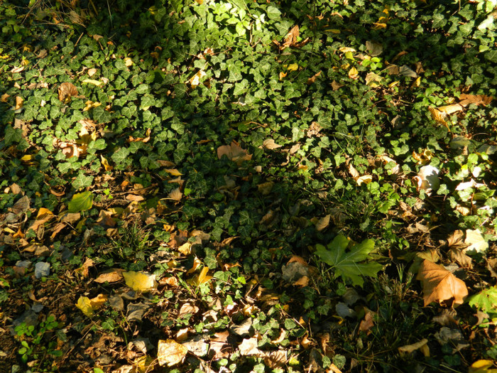 DSCN9867 - 19 OCTOMBRIE 2012 PARCUL BOTANIC