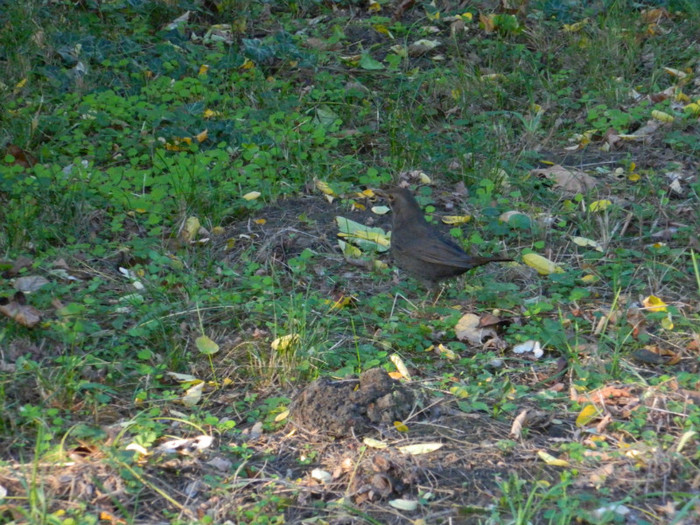 DSCN9869 - 19 OCTOMBRIE 2012 PARCUL BOTANIC