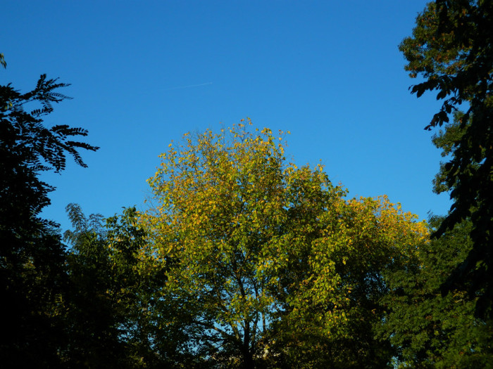 DSCN9870 - 19 OCTOMBRIE 2012 PARCUL BOTANIC