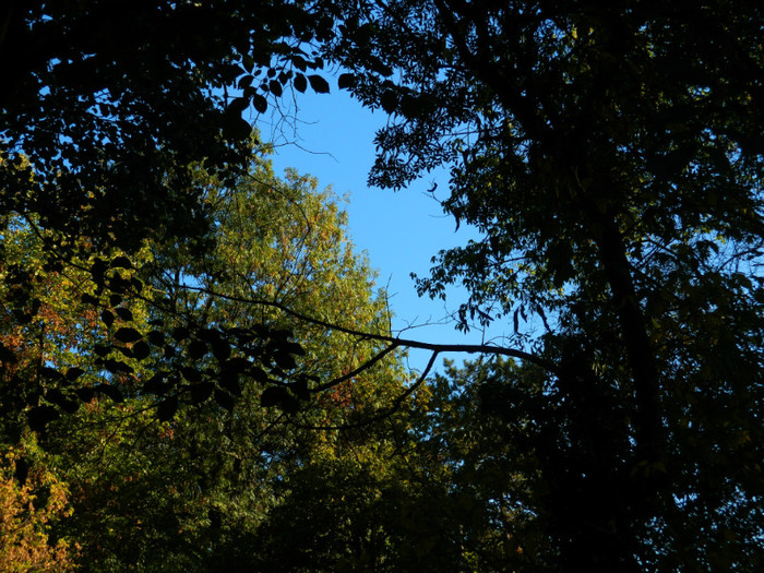 DSCN9872 - 19 OCTOMBRIE 2012 PARCUL BOTANIC