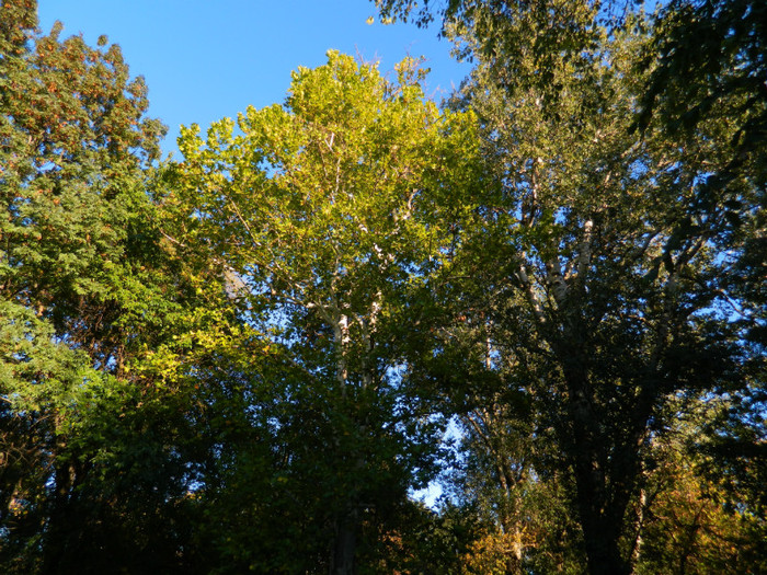 DSCN9874 - 19 OCTOMBRIE 2012 PARCUL BOTANIC