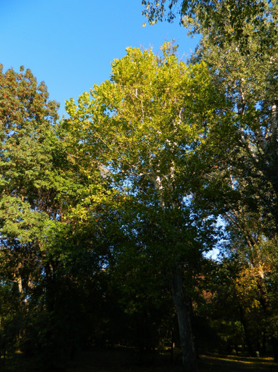 DSCN9875 - 19 OCTOMBRIE 2012 PARCUL BOTANIC