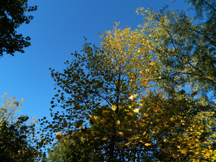 DSCN9878 - 19 OCTOMBRIE 2012 PARCUL BOTANIC