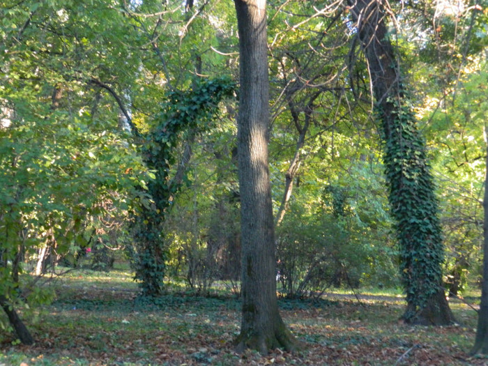 DSCN9883 - 19 OCTOMBRIE 2012 PARCUL BOTANIC