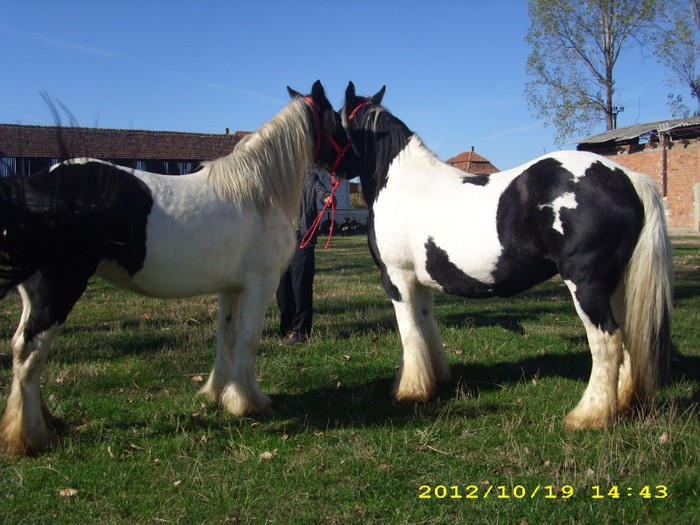 IEPE GYPSY VANNER