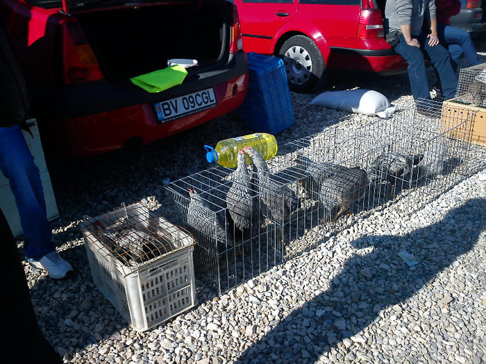 DSC00008 - Ultimul Targ de pasari si animalute de la Lunca Calnicului - Brasov