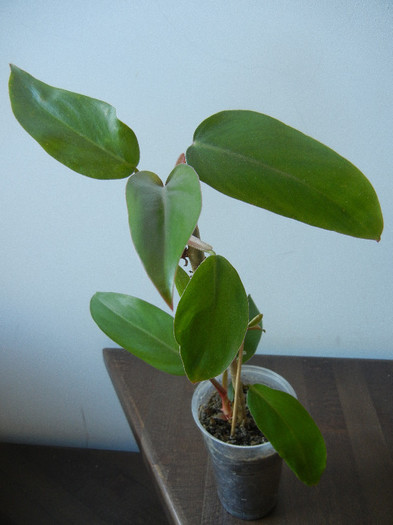 Philodendron erubescens (2012, Oct.20) - Philodendron erubescens