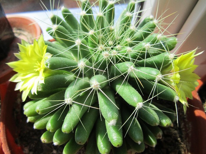 Inca o serie de floricele...