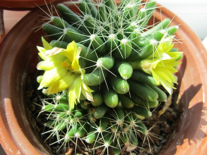 20.10.2012 - cactusi - 2012