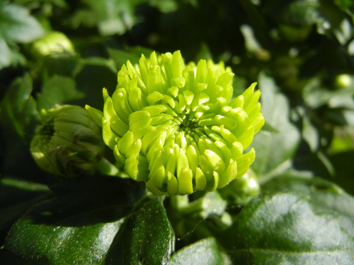 Chrysanth Green Valley (2012, Oct.20) - Chrysanth Green Valley