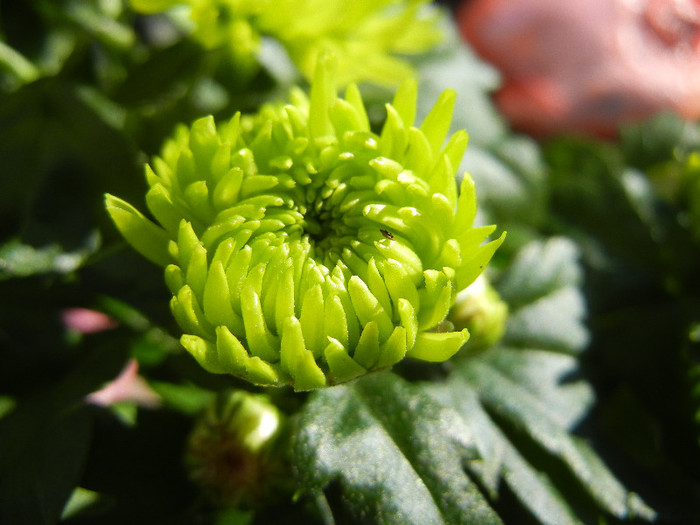 Chrysanth Green Valley (2012, Oct.20)