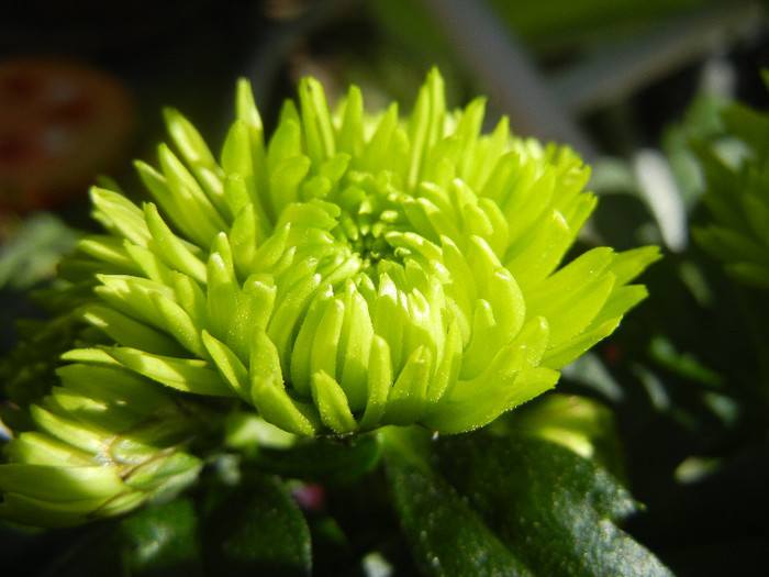 Chrysanth Green Valley (2012, Oct.20)