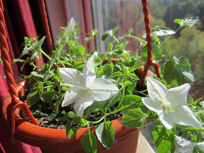 Campanula - duduta190578