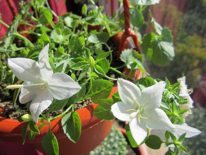 Campanula - 20.10.2012
