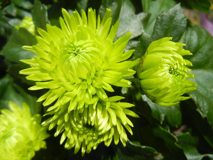 Chrysanth Green Valley (2012, Oct.20)