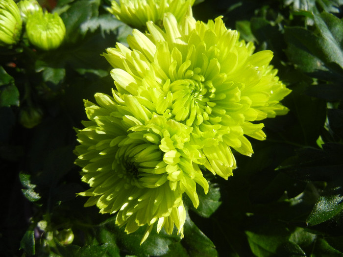 Chrysanth Green Valley (2012, Oct.20) - Chrysanth Green Valley